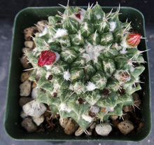 Load image into Gallery viewer, Mammillaria bucareliensis cv. &#39;Erusamu&#39; Variegated Variegata

