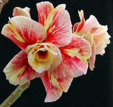 Load image into Gallery viewer, Adenium &#39;Mannakan&#39; *Big Plant!* Grafted Hybrid (B)

