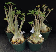 Load image into Gallery viewer, Adenium &#39;Mannakan&#39; *Big Plant!* Grafted Hybrid (A)
