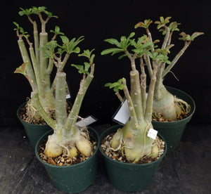 Adenium 'Mannakan' *Big Plant!* Grafted Hybrid (A)