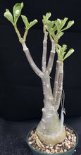Load image into Gallery viewer, Adenium &#39;Mannakan&#39; *Big Plant!* Grafted Hybrid (B)
