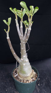 Adenium 'Mannakan' *Big Plant!* Grafted Hybrid (B)