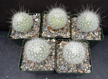 Load image into Gallery viewer, Mammillaria senilis
