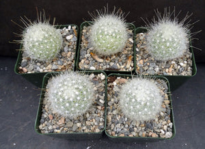 Mammillaria senilis