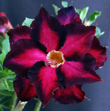 Load image into Gallery viewer, Adenium &#39;Muang Maharab&#39; Grafted hybrid
