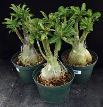 Load image into Gallery viewer, Adenium &#39;Million Star&#39; *Big Plants!* Grafted Hybrid *CLEARANCE SALE*
