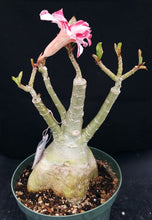Load image into Gallery viewer, Adenium &#39;Million Star&#39; *Big Plants!* Grafted Hybrid (A)

