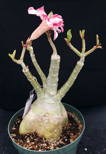 Adenium 'Million Star' *Big Plants!* Grafted Hybrid *CLEARANCE SALE*