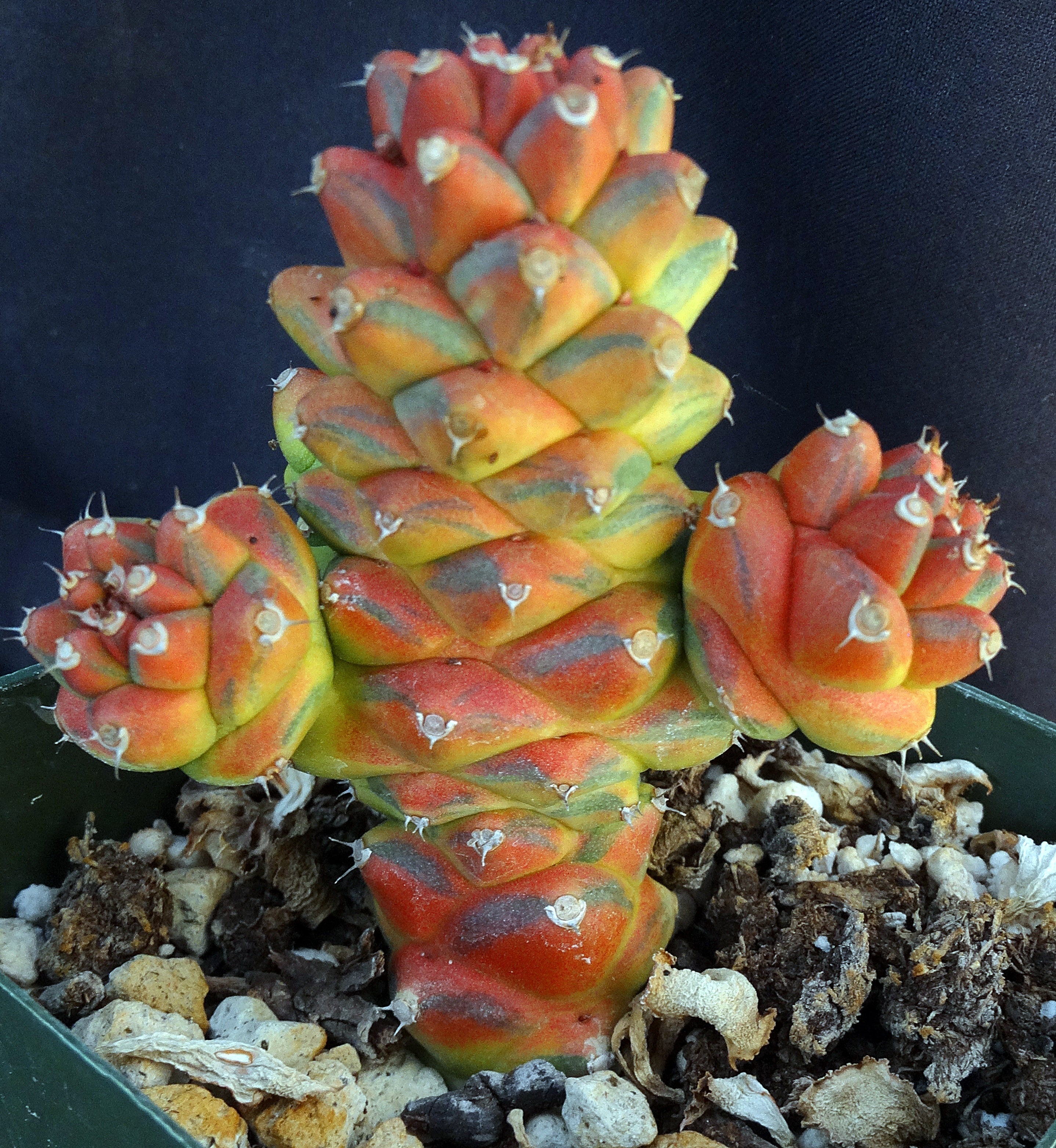 Monadenium ritchei 'variegata' Variegated