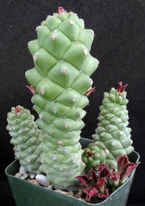 Monadenium ritchei (Euphorbia)