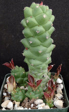 Load image into Gallery viewer, Monadenium ritchei (Euphorbia)
