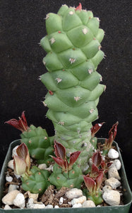 Monadenium ritchei (Euphorbia)