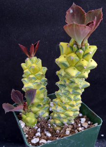 Monadenium ritchei 'variegata' Variegated