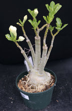 Load image into Gallery viewer, Adenium &#39;Moonlight&#39; *Big Plants!* Grafted Hybrid (A)

