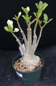 Adenium 'Moonlight' *Big Plants!* Grafted Hybrid (A)