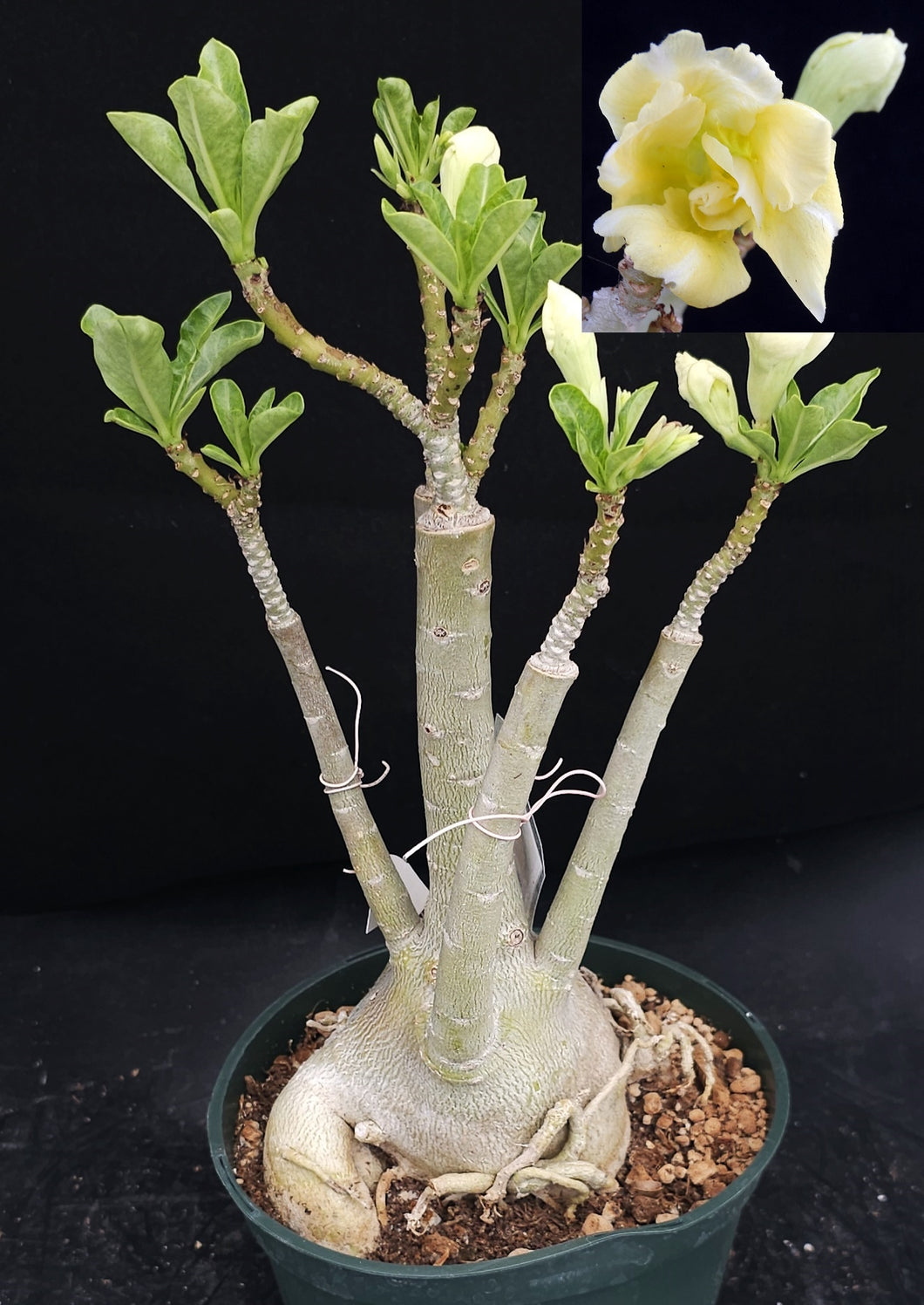 Adenium 'Moonlight' *Big Plants!* Grafted Hybrid (A)