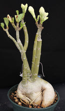 Load image into Gallery viewer, Adenium &#39;Moonlight&#39; *Big Plants!* Grafted Hybrid (B)
