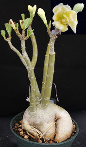 Adenium 'Moonlight' *Big Plants!* Grafted Hybrid (B)