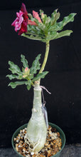 Load image into Gallery viewer, Adenium &#39;Multi-Cherry&#39; Grafted Hybrid *CLEARANCE SALE*

