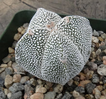 Load image into Gallery viewer, Astrophytum myriostigma 'Onzuka'
