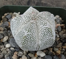 Load image into Gallery viewer, Astrophytum myriostigma 'Onzuka'
