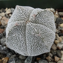 Load image into Gallery viewer, Astrophytum myriostigma 'Onzuka'
