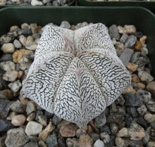 Load image into Gallery viewer, Astrophytum myriostigma 'Onzuka'
