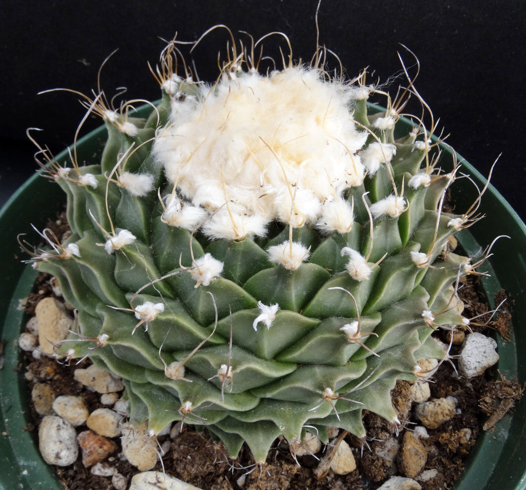 Obregonia denegrei Artichoke Cactus *Big Plant* 4.5