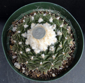 Obregonia denegrei Artichoke Cactus *Big Plant* 4.5" diameter