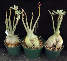 Load image into Gallery viewer, Adenium &#39;One in a Million Variegated&#39; *Big Plants* Grafted hybrid *CLEARANCE SALE*
