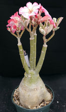 Load image into Gallery viewer, Adenium &#39;One in a Million Variegated&#39; *Big Plants* Grafted hybrid *CLEARANCE SALE*
