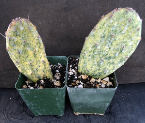 Opuntia 'Sunburst' Variegated