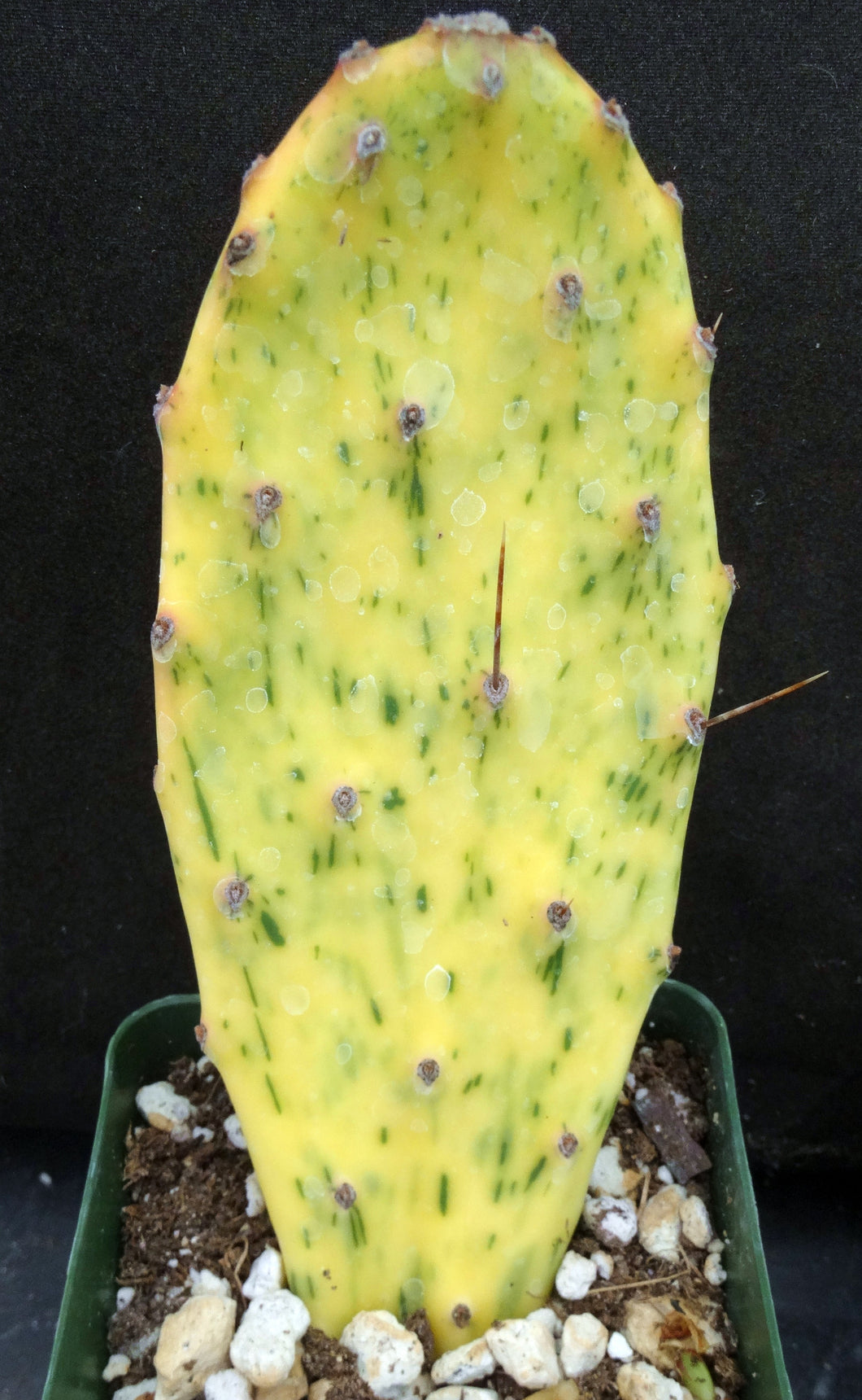 Opuntia 'Sunburst' Variegated