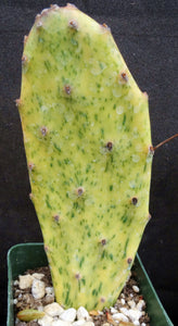 Opuntia 'Sunburst' Variegated