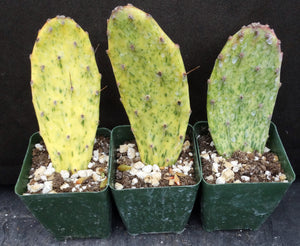 Opuntia 'Sunburst' Variegated