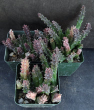 Load image into Gallery viewer, Orbea x &#39;Berlinensis&#39; *Black Flowers*
