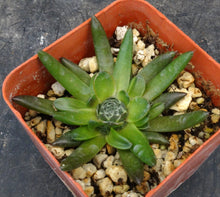Load image into Gallery viewer, Orostachys japonica
