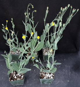 Othonna gymnodiscus *Winter growing geophyte*