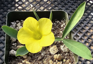 Oxalis fabaefolia