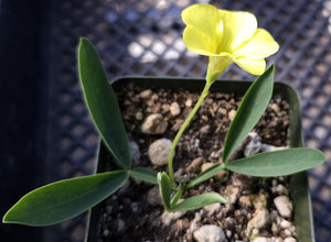 Oxalis fabaefolia