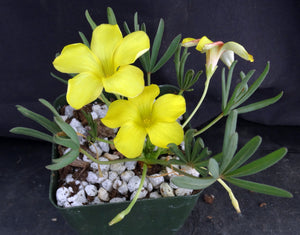 Oxalis flava var. flava Yellow flower form *Big Clumps*