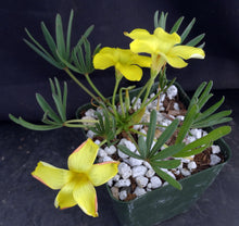 Load image into Gallery viewer, Oxalis flava var. flava Yellow flower form *Big Clumps*
