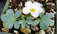 Load image into Gallery viewer, Oxalis flava var. lupinifolia *Blue-green Leaves*
