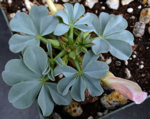 Oxalis flava var. lupinifolia *Blue-green Leaves*