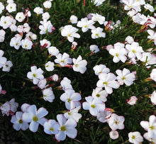 Load image into Gallery viewer, Oxalis versicolor *Candy Cane Flowers*
