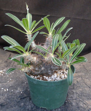 Load image into Gallery viewer, Pachypodium cactipes
