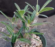 Load image into Gallery viewer, Pachypodium cactipes

