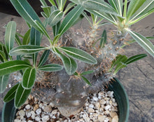 Load image into Gallery viewer, Pachypodium cactipes
