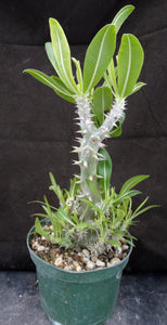 Pachypodium horombense *Big Plant*
