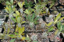 Load image into Gallery viewer, Pachypodium lealii v. saundersii &#39;compactum&#39;
